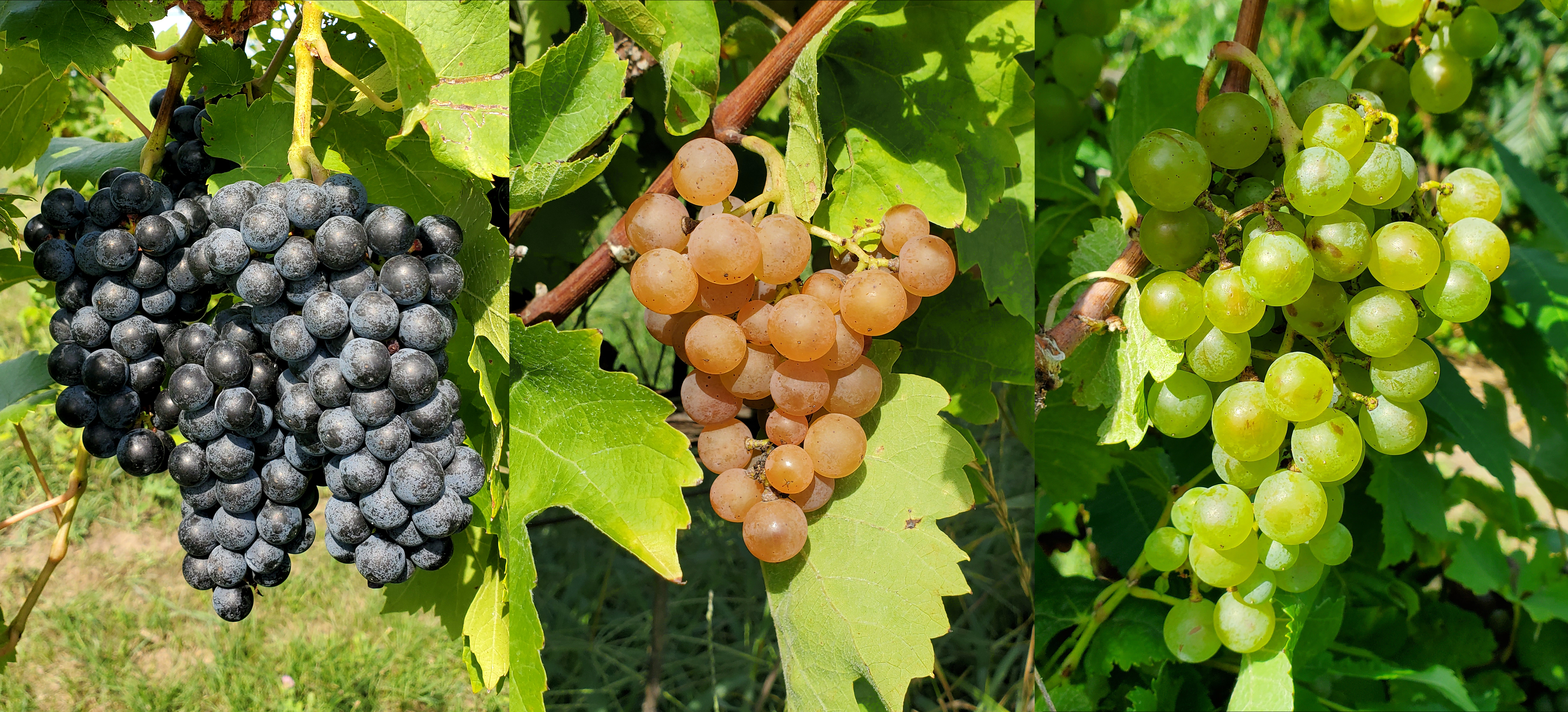 wine grapes